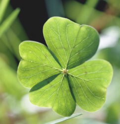Lucky Clover Tee